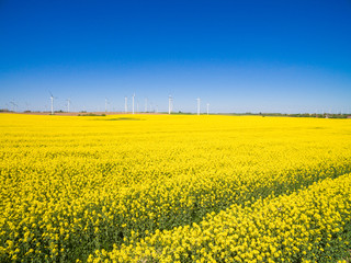 beautiful yellow flowering bright canola rape fields on a sunny day with blue sky