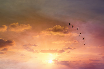 Fototapeta premium surreal enigmatic picture of flying birds in sunset or sunrise sky . minimalism and dream concept.