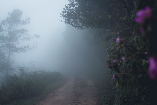 Fototapeta Fog in the forest morning Pine trees 