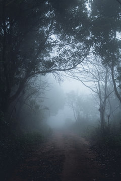 Fototapeta Fog in the forest morning Pine trees 