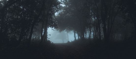 Fototapeta premium Mgła w lesie rano Sosny