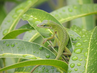 グリーンアノール