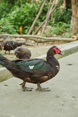Animals in the village