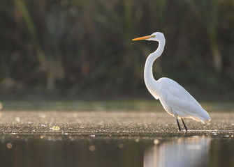 The Great White Egret