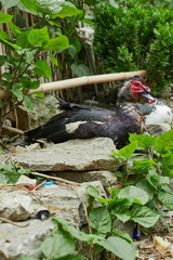 Animals in the village