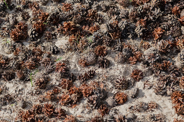 Fallen yellow pine needles and pine cones on the ground. Natural coniferous forest ground texture.
