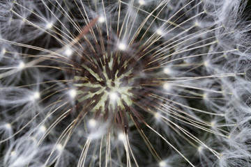 Dandelion Seed