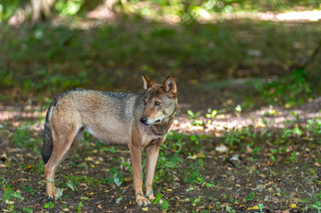 Naklejka na ściany i meble samotny szary wilk spotkany w lesie