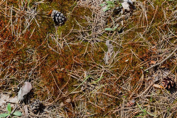 Fallen yellow pine needles and pine cones on the ground. Natural coniferous forest ground texture.