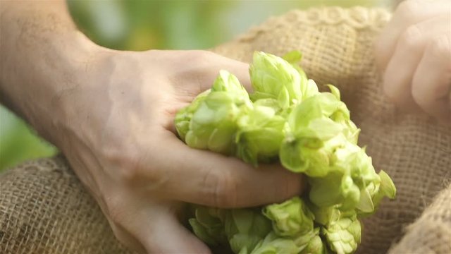Professional video of hops cones in hands in slow motion 180fps
