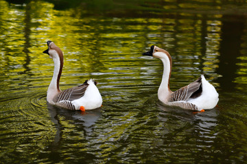 Paar chinese gooses