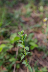Scion of a young tree in the forest