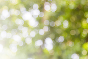 Blur defocused nature blurred or bokeh circles color snow glow colorful light sparkling under a tree with light survived spring abstract . Natural green leaves white background.