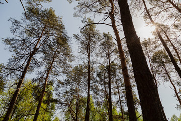 Forest against the blue sky, sunny weather