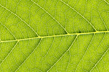 Fototapeta na wymiar Green Leaf texture