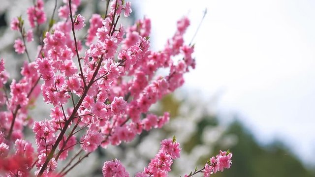 Branches with pink peach blossoms swing in the wind.