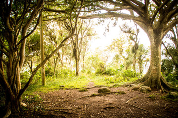 Green forest in Brazil