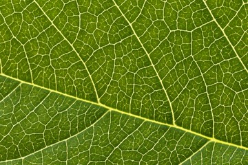 Green leaf background