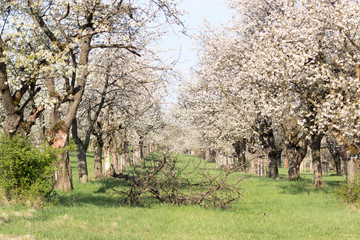 Kirschblütenwald