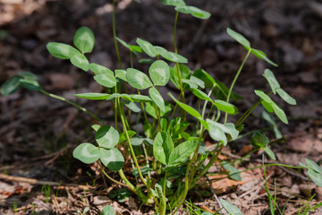 Small grass on the ground in the forest, grass texture