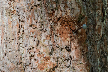 Bark of a tree in the forest with a nail hammered into it.
