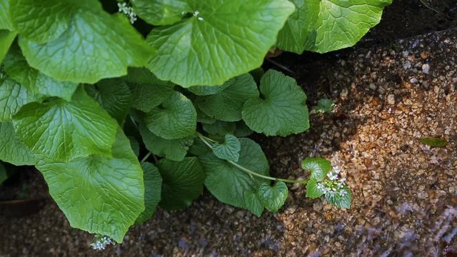 A Japanese Wasabi fields. Water always flows through the gravel beds of Wasabi.