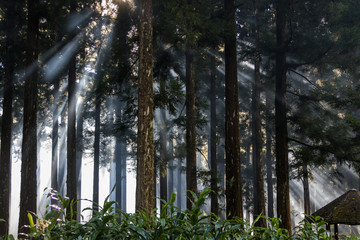 Puit de lumi&egrave;re en for&ecirc;t
