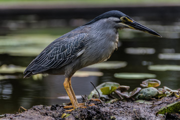 H&eacute;ron stri&eacute; (Butorides striata)