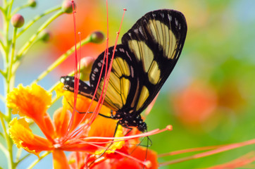  wonderful and mysterious macro world.