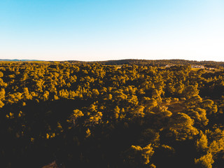 Aerial view of vast forest in sunrise light