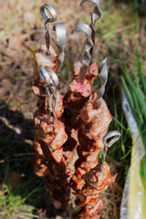 Ready shish kebab on skewers with greens and cucumbers