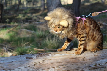 Hilarious Bengal cat wearing a wig