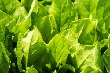 畑で育てているほうれん草