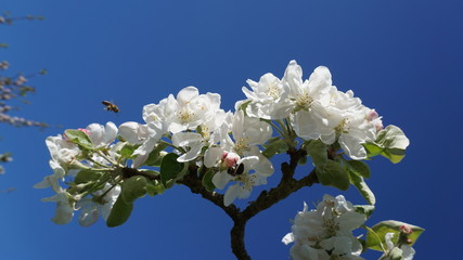 Apfelbaum in Blüte, Blüten im Frühling in Hamburg