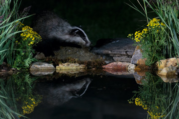 European Badger 9999