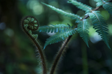 Naissance
