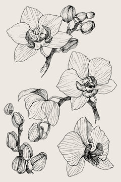 Set of hand drawn black outline orchid on a white background isolated. Highly detailed vector illustration. Beautiful exotic flower. Cymbidium