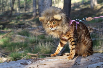 Funny tabby cat with lion style wig 