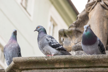 Tauben in Prag