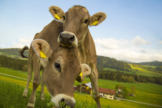 Kühe - Freunde - lustig - neugierig - Kälbchen - Allgäu