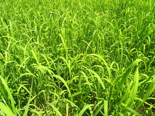 オギの茂る野原