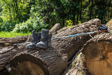 Obraz premium Wanderschuhe auf Baum mit Stöcken