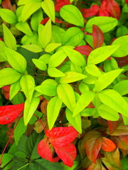 オタフクナンテンの葉