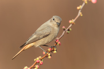 Blackredstart female 0005