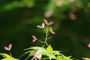 モミジの花