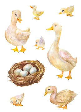 Watercolor set of geese. Illustration of cute village's birds
