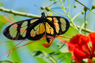  wonderful and mysterious macro world.