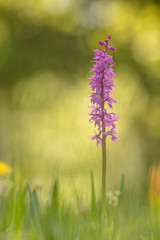 Stattliches Knabenkraut, Männliches Knabenkraut - Orchis mascula sups. speciosa - Early purple orchis