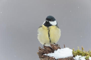 Naklejka premium Tit 0001