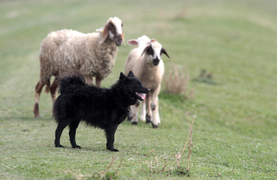 Black sheepdog Pulin with a lot sheep in work.
